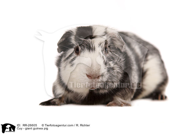 Cuy - giant guinea pig / RR-26605