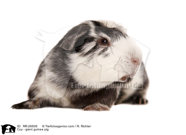 Cuy - giant guinea pig / RR-26606