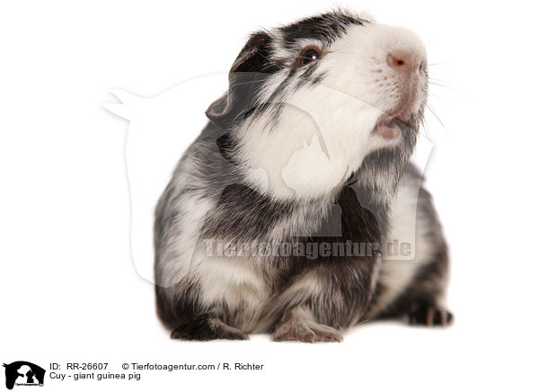 Cuy - Riesenmeerschwein / Cuy - giant guinea pig / RR-26607