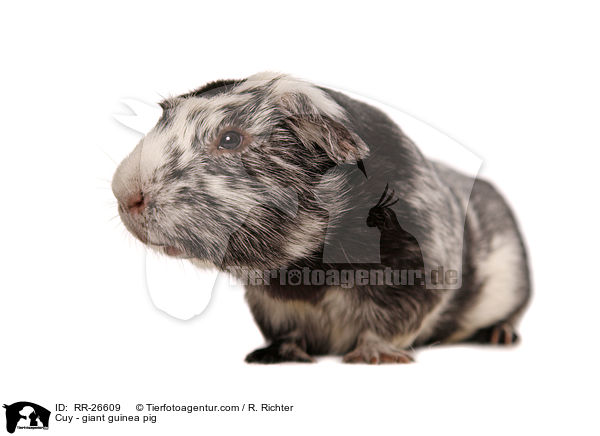 Cuy - giant guinea pig / RR-26609