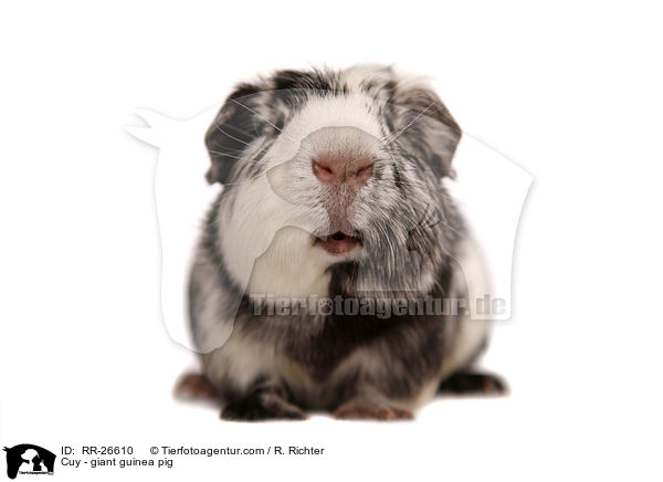 Cuy - Riesenmeerschwein / Cuy - giant guinea pig / RR-26610