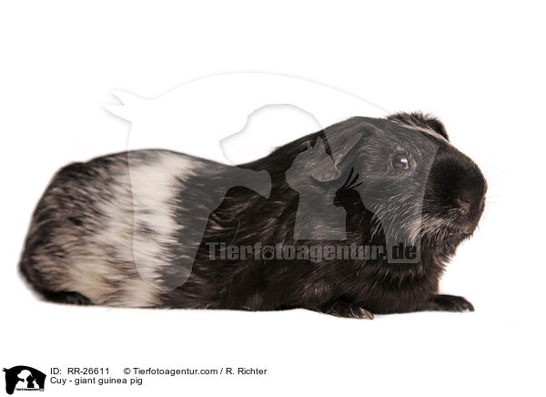 Cuy - Riesenmeerschwein / Cuy - giant guinea pig / RR-26611