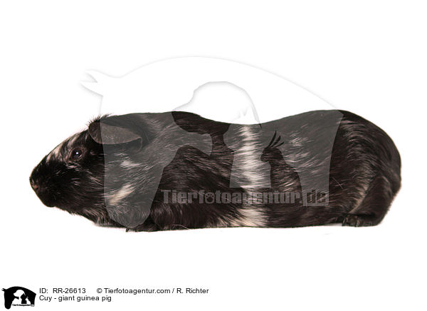 Cuy - giant guinea pig / RR-26613