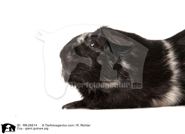 Cuy - Riesenmeerschwein / Cuy - giant guinea pig / RR-26614