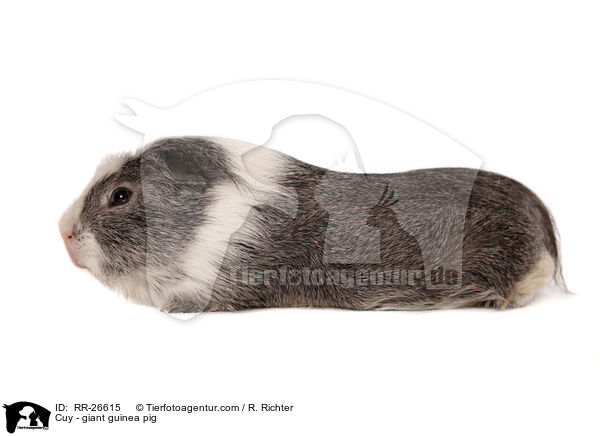 Cuy - giant guinea pig / RR-26615