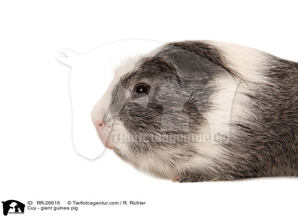 Cuy - giant guinea pig / RR-26616