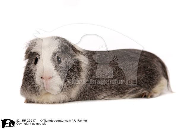 Cuy - giant guinea pig / RR-26617
