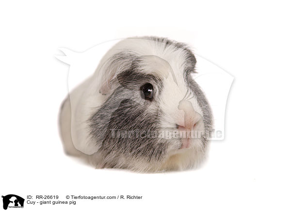 Cuy - Riesenmeerschwein / Cuy - giant guinea pig / RR-26619