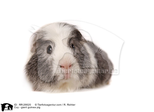 Cuy - giant guinea pig / RR-26620