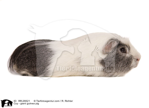 Cuy - Riesenmeerschwein / Cuy - giant guinea pig / RR-26621