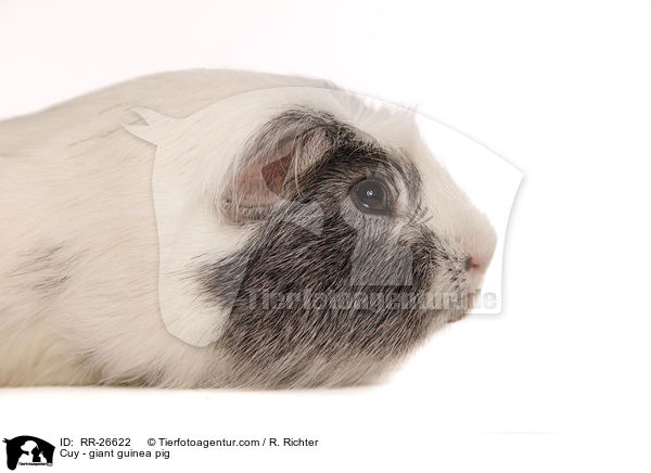 Cuy - giant guinea pig / RR-26622