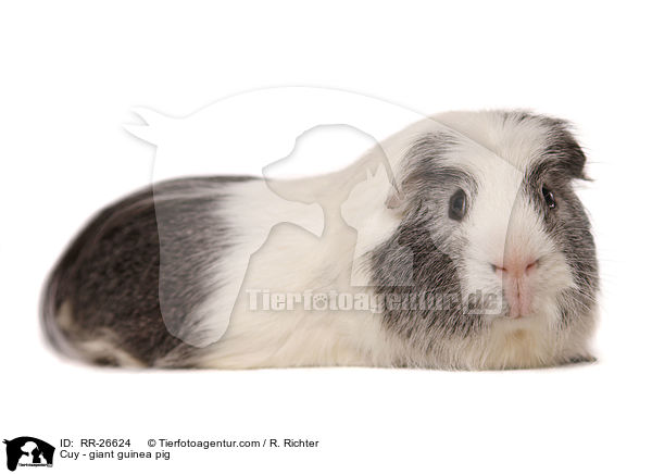 Cuy - Riesenmeerschwein / Cuy - giant guinea pig / RR-26624
