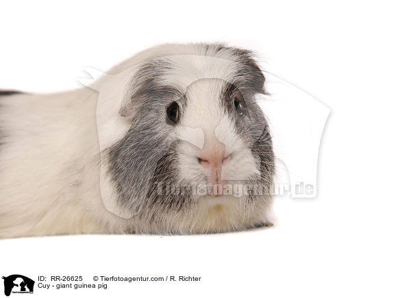 Cuy - giant guinea pig / RR-26625