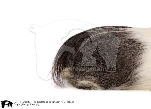 Cuy - giant guinea pig / RR-26623