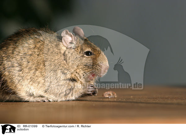 Degu / octodon / RR-01099