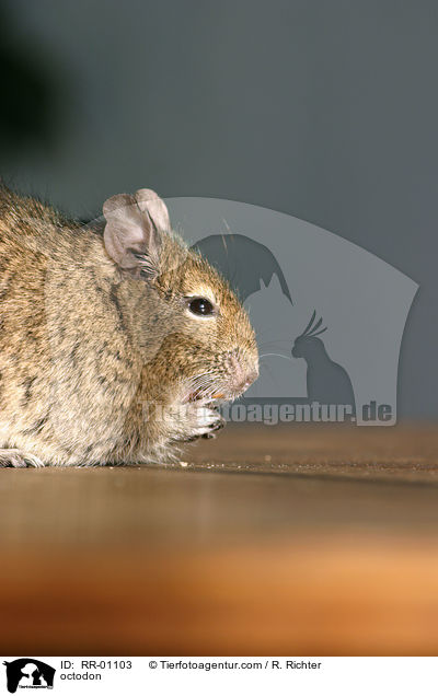 Degu / octodon / RR-01103