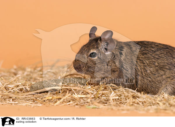 fressender Degu / eating octodon / RR-03663