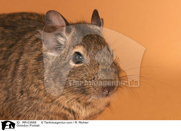 Degu Portrait / Octodon Portrait / RR-03666