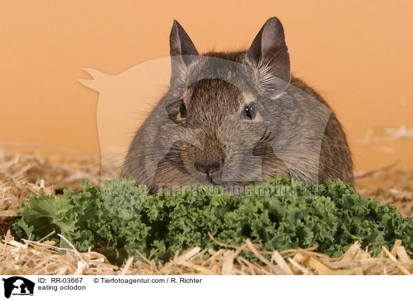 fressender Degu / eating octodon / RR-03667