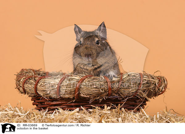 Degu im Krbchen / octodon in the basket / RR-03669