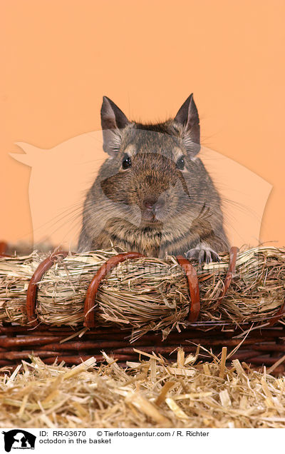 Degu im Krbchen / octodon in the basket / RR-03670