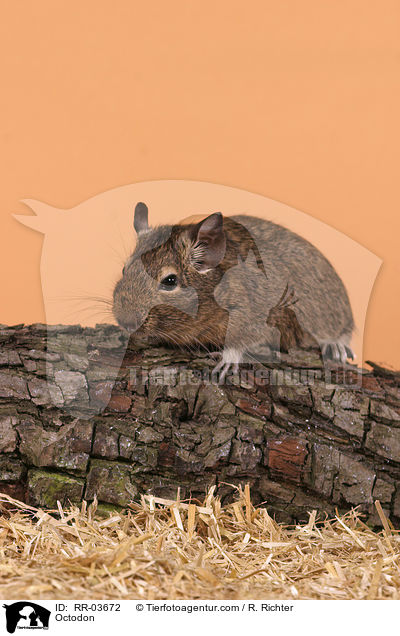 Degu / Octodon / RR-03672