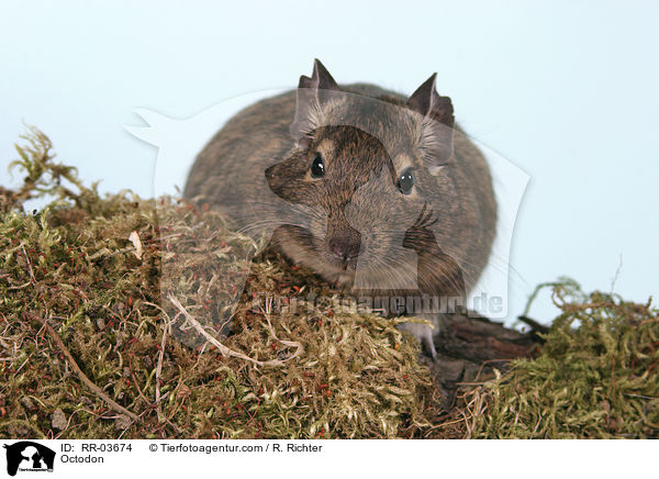 Degu / Octodon / RR-03674