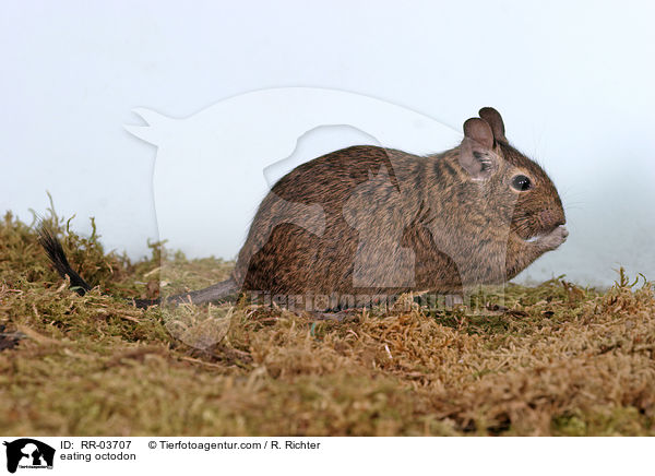 fressender Degu / eating octodon / RR-03707