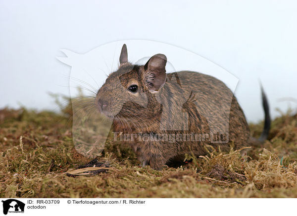 Degu / octodon / RR-03709