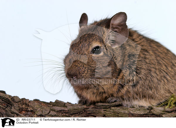 Degu / Octodon Portrait / RR-03711