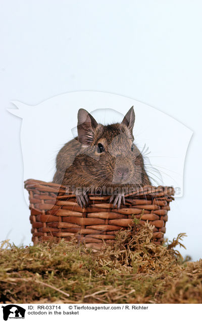 Degu im Krbchen / octodon in the basket / RR-03714