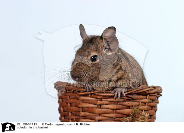 Degu im Krbchen / octodon in the basket / RR-03715