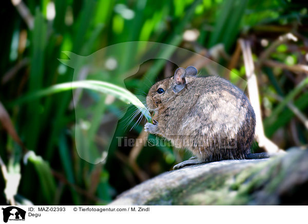 Degu / Degu / MAZ-02393