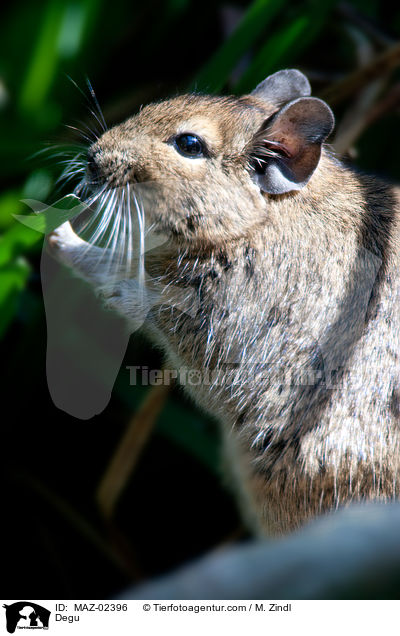 Degu / MAZ-02396