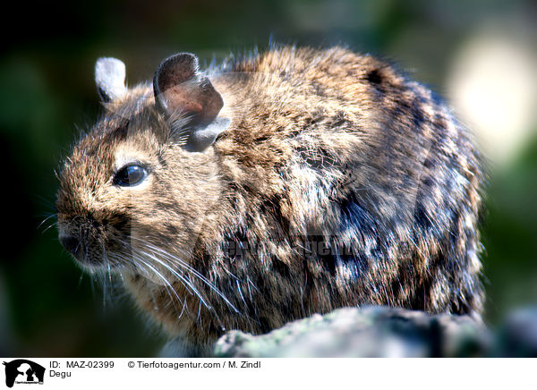 Degu / Degu / MAZ-02399