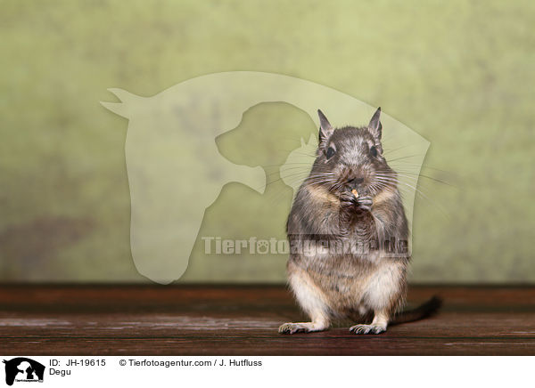 Degu / JH-19615