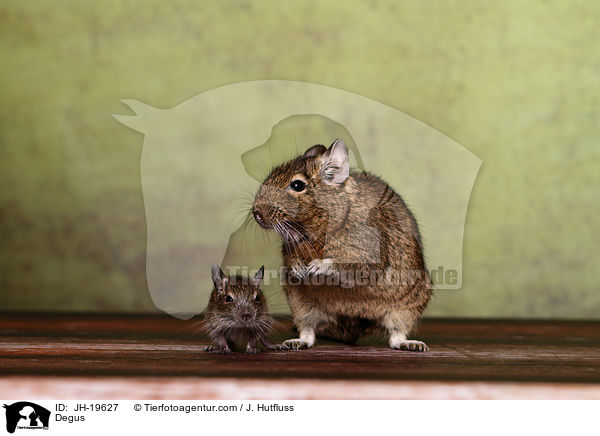 Degus / Degus / JH-19627