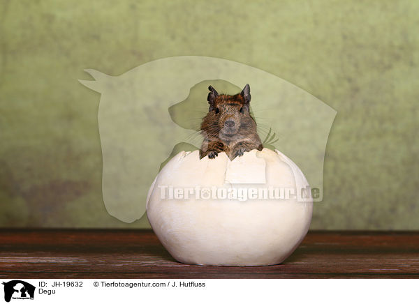 Degu / Degu / JH-19632