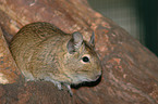 degu