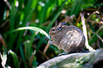 Degu