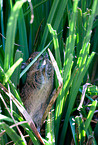 Degu