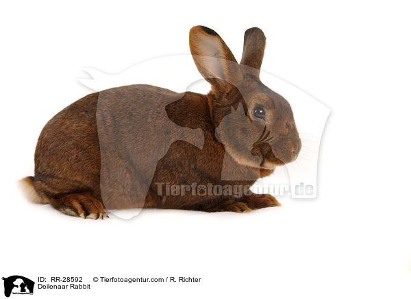 Deilenaar Rabbit / RR-28592