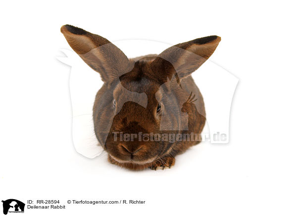 Deilenaar / Deilenaar Rabbit / RR-28594