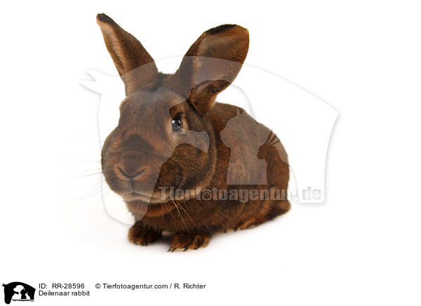 Deilenaar rabbit / RR-28596