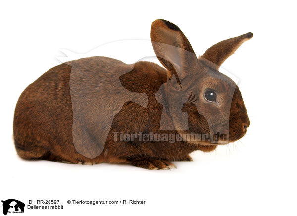 Deilenaar rabbit / RR-28597