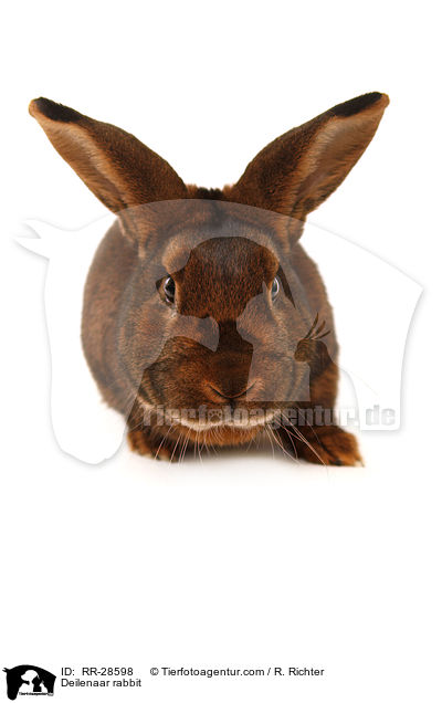 Deilenaar rabbit / RR-28598