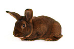 Deilenaar Rabbit