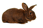 Deilenaar rabbit
