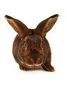 Deilenaar rabbit