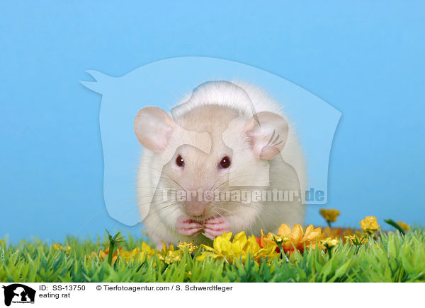 fressende Dumboratte / eating rat / SS-13750